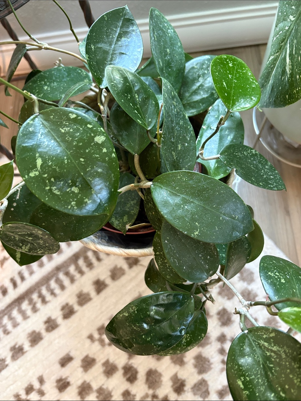 Hoya Verticillata (fka Parasitica) splash